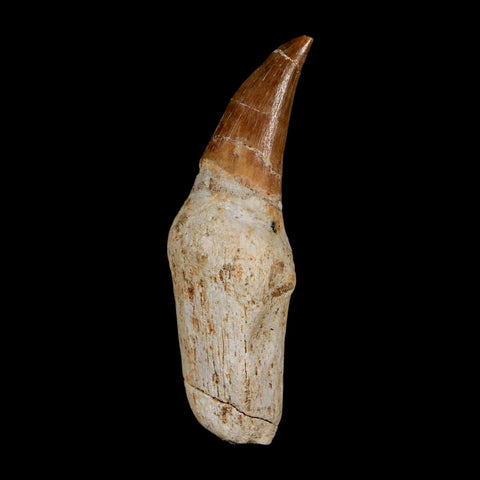 2.3" Mosasaur Eremiasaurus Fossil Tooth Rooted Cretaceous Dinosaur Era COA