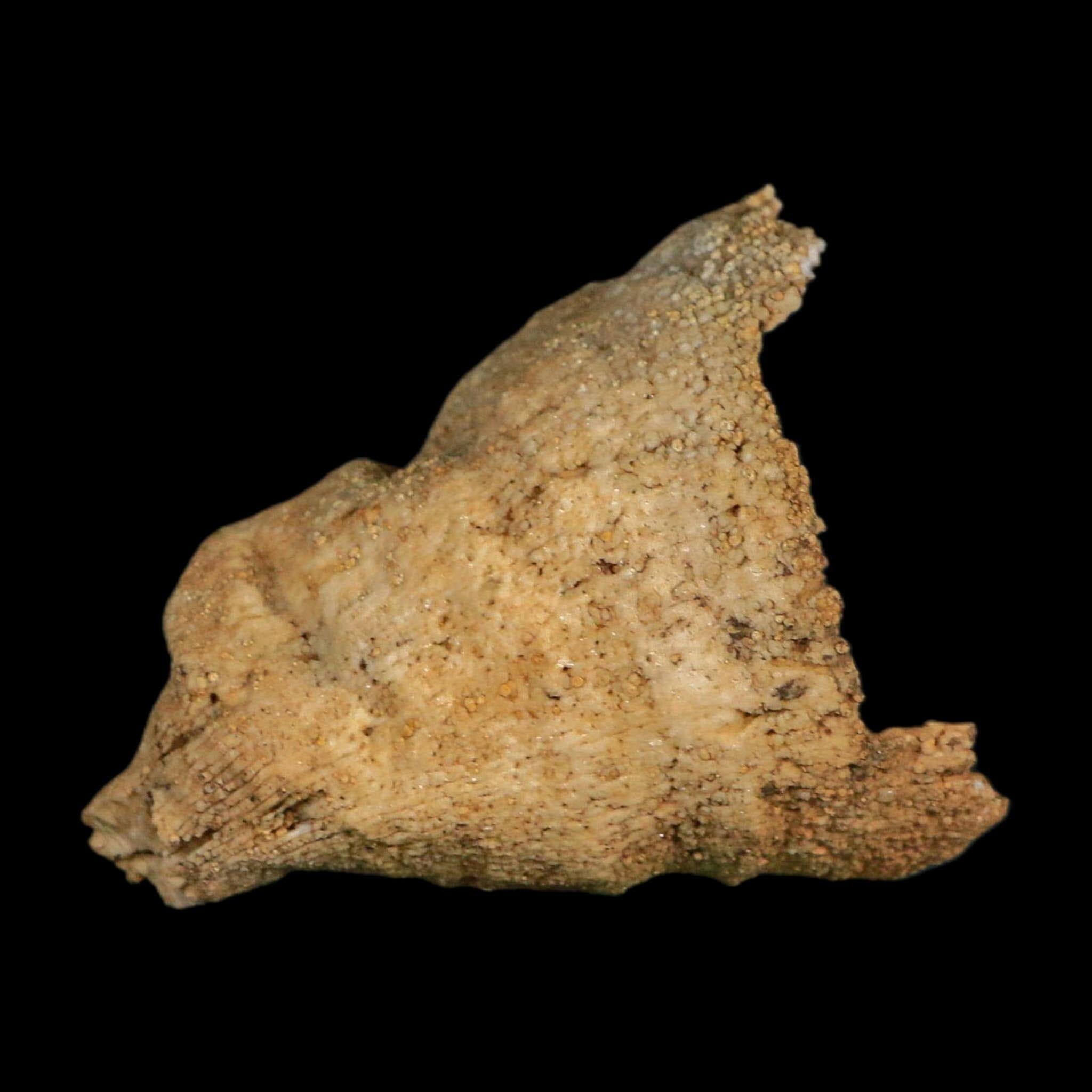 2.4" Rugose Horn Coral Fossil Devonian Age Speed Quarry, Clark County, Indiana