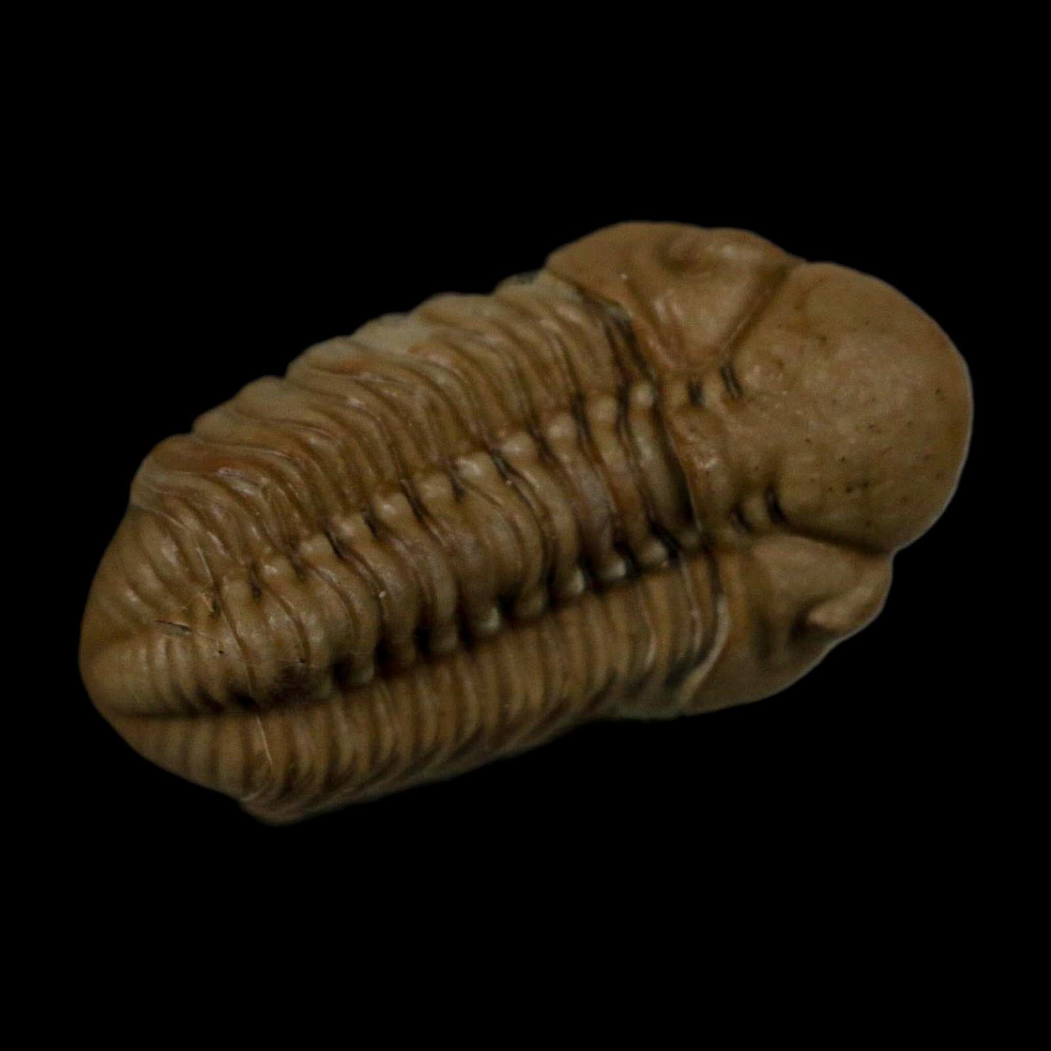 1.2" Kainops Raymodi Trilobite Fossil In Matrix Compound eyes Black Cat Mountain OK - Fossil Age Minerals