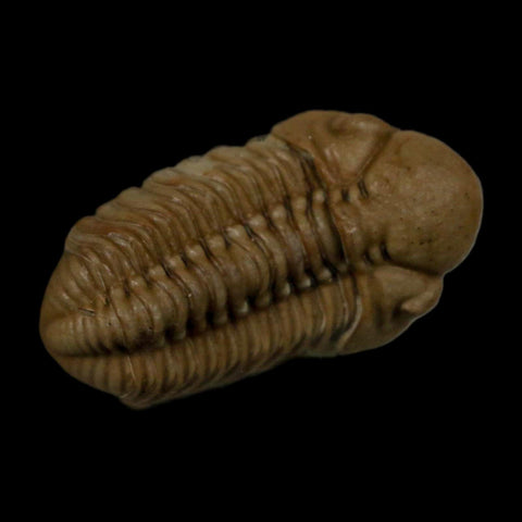 1.2" Kainops Raymodi Trilobite Fossil In Matrix Compound eyes Black Cat Mountain OK - Fossil Age Minerals