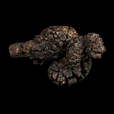 2.7" Prehistoric Coprolite Fossil Specimen Poop Dung Miocene Madagascar - Fossil Age Minerals