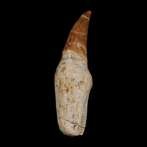 2.3" Mosasaur Eremiasaurus Fossil Tooth Rooted Cretaceous Dinosaur Era COA