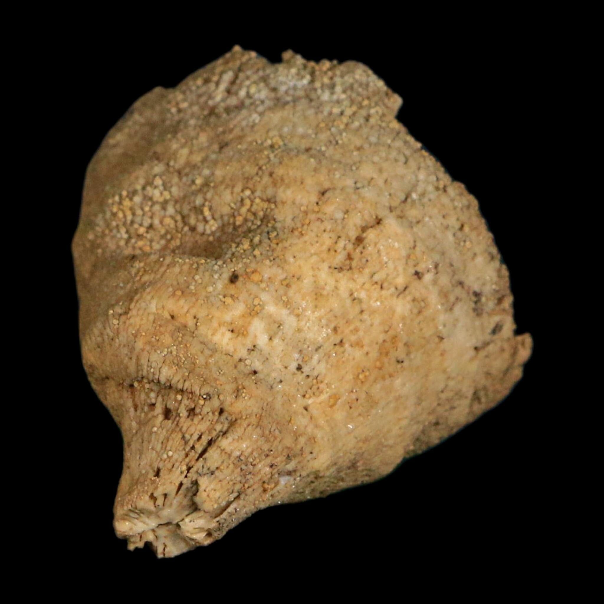 2.4" Rugose Horn Coral Fossil Devonian Age Speed Quarry, Clark County, Indiana
