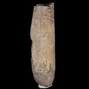 4.3" Maiasaura Hadrosaur Dinosaur Radius Bone Fossil Two Medicine FM MT COA