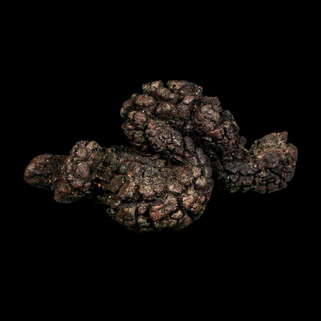 2.7" Prehistoric Coprolite Fossil Specimen Poop Dung Miocene Madagascar