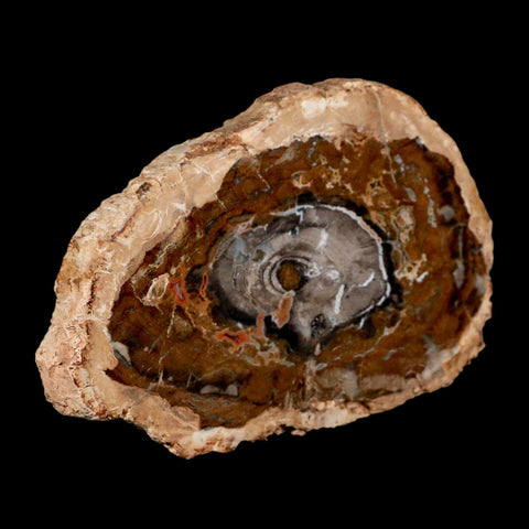 5.1" Fossilized Polished Petrified Wood Branch Madagascar 66-225 Million Yrs Old - Fossil Age Minerals