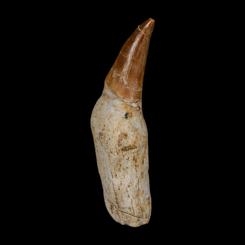 2.3" Mosasaur Eremiasaurus Fossil Tooth Rooted Cretaceous Dinosaur Era COA