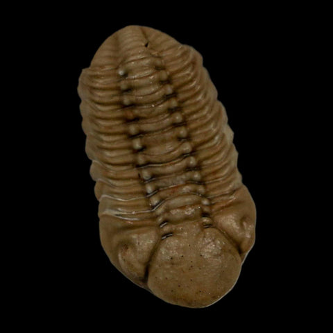 1.2" Kainops Raymodi Trilobite Fossil In Matrix Compound eyes Black Cat Mountain OK - Fossil Age Minerals