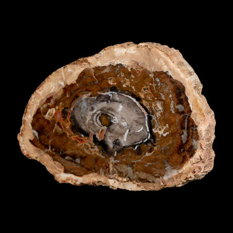 5.1" Fossilized Polished Petrified Wood Branch Madagascar 66-225 Million Yrs Old - Fossil Age Minerals