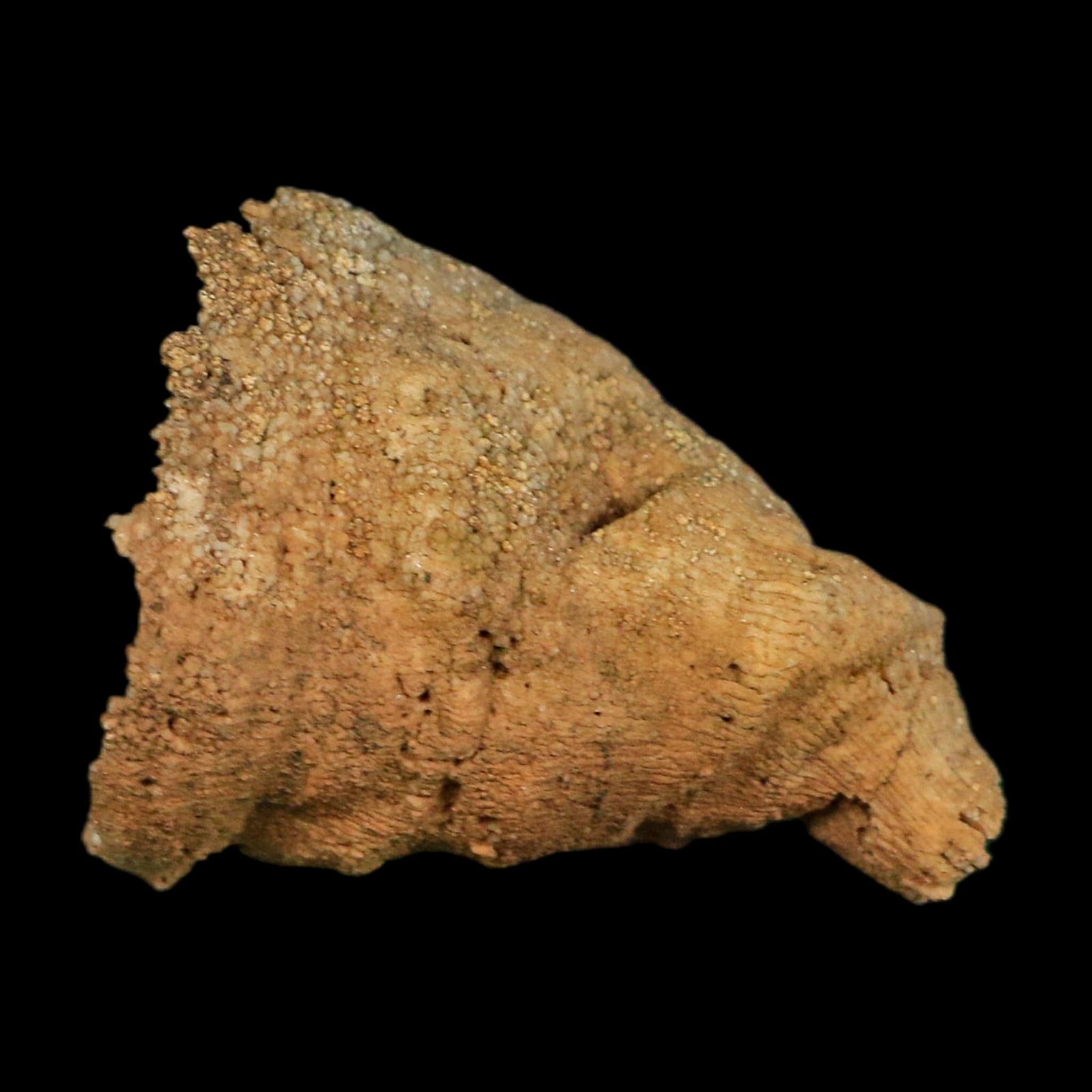 2.4" Rugose Horn Coral Fossil Devonian Age Speed Quarry, Clark County, Indiana