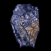 5" Alethopteris Fern Plant Leaf Fossil Carboniferous Age Llewellyn FM ST Clair, PA