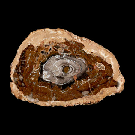 5.1" Fossilized Polished Petrified Wood Branch Madagascar 66-225 Million Yrs Old