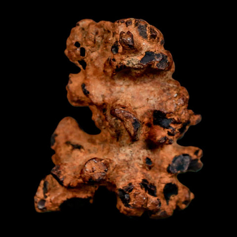 2" Prehistoric Coprolite Fossil Specimen Poop Dung Miocene Madagascar - Fossil Age Minerals