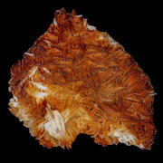 4.5" Sparkly Orange Vanadinite Crystals Orange Barite Blades Mineral Mabladen Morocco