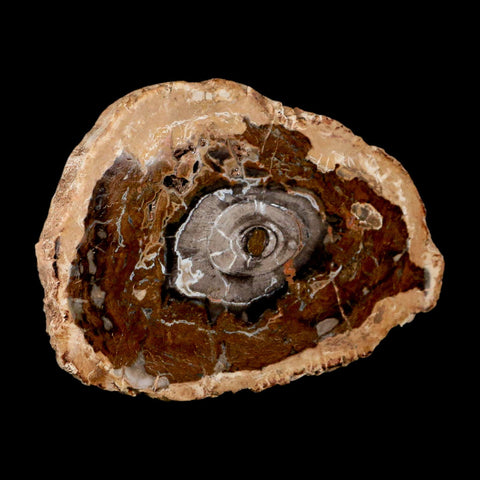 5.1" Fossilized Polished Petrified Wood Branch Madagascar 66-225 Million Yrs Old - Fossil Age Minerals