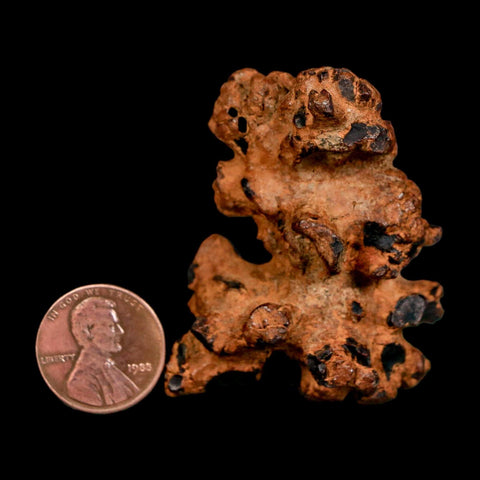 2" Prehistoric Coprolite Fossil Specimen Poop Dung Miocene Madagascar - Fossil Age Minerals