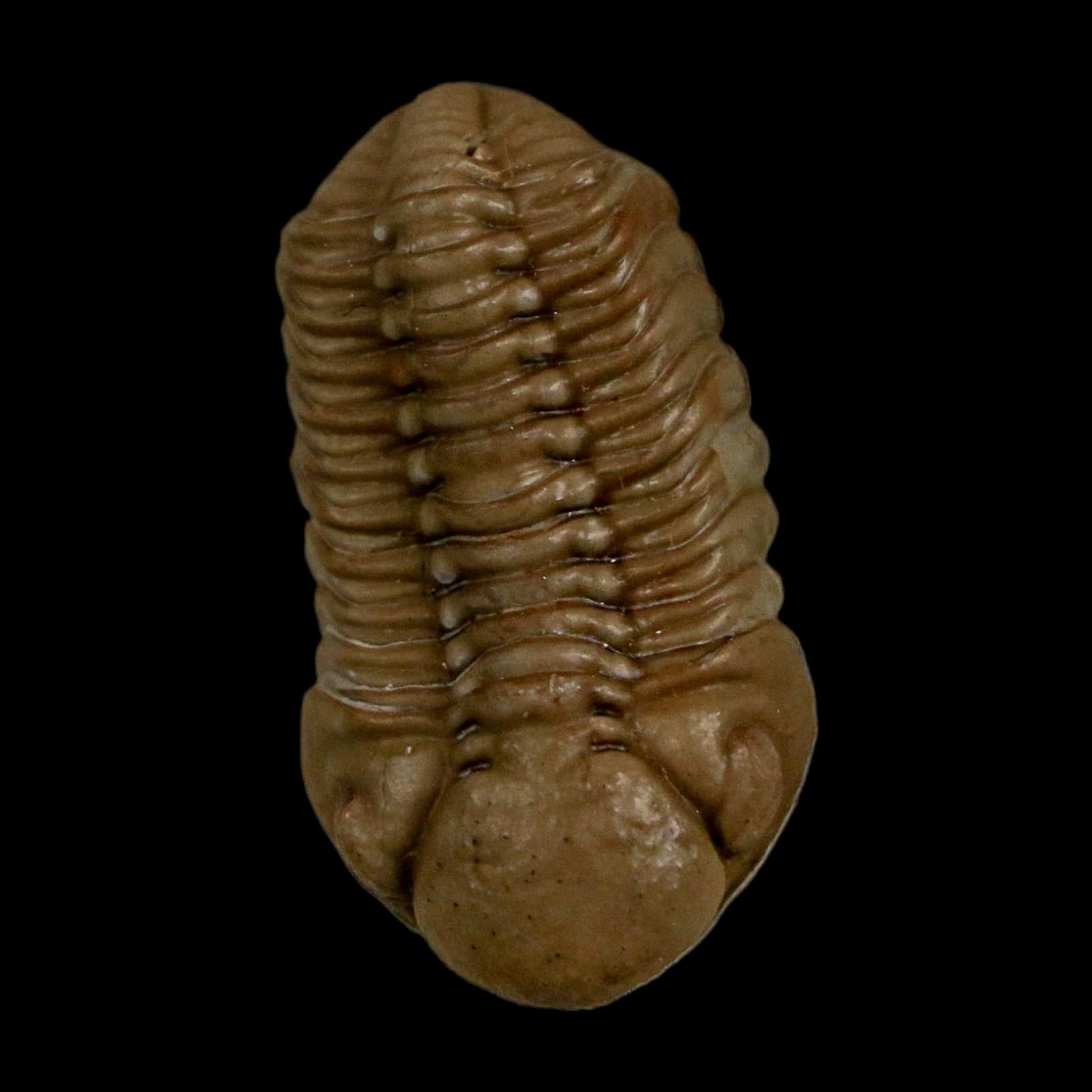 1.2" Kainops Raymodi Trilobite Fossil In Matrix Compound eyes Black Cat Mountain OK - Fossil Age Minerals