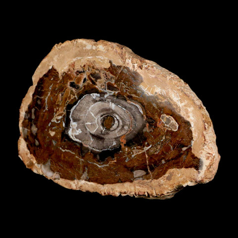 5.1" Fossilized Polished Petrified Wood Branch Madagascar 66-225 Million Yrs Old - Fossil Age Minerals