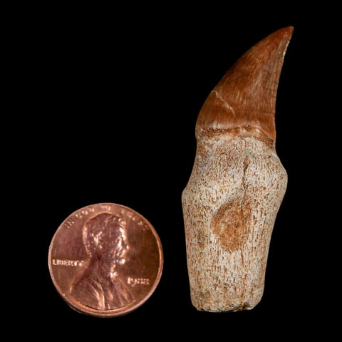 1.9" Halisaurus Walkeri Mosasaur Fossil Tooth Rooted Cretaceous Dinosaur Era COA