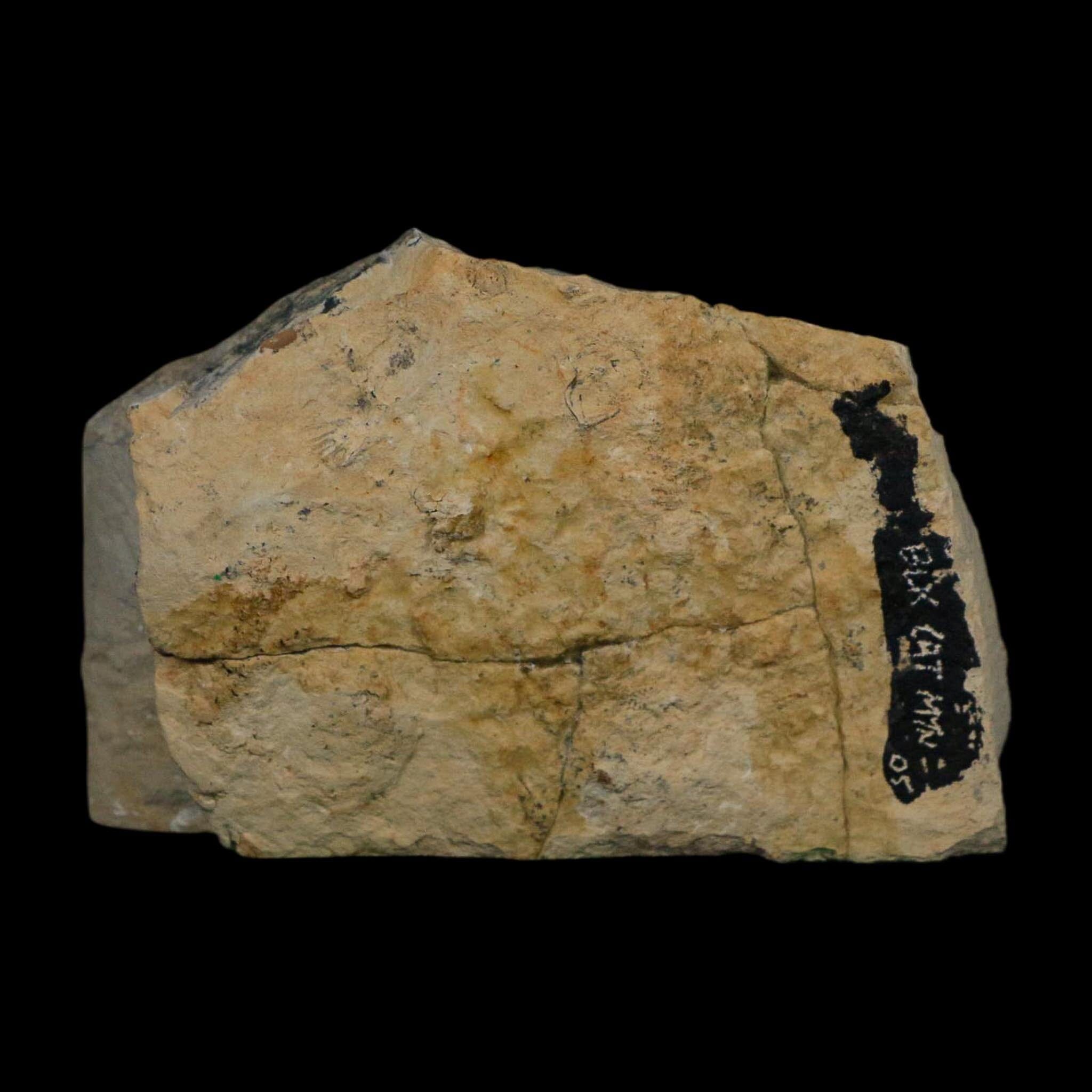 1.2" Kainops Raymodi Trilobite Fossil In Matrix Compound eyes Black Cat Mountain OK - Fossil Age Minerals