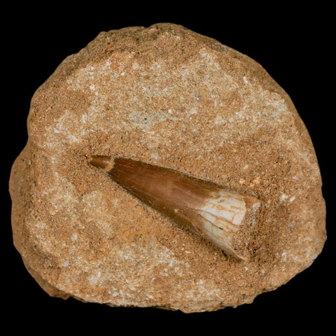 1.6" Plesiosaur Zarafasaura Tooth Fossil In Matrix Cretaceous Dinosaur Era COA - Fossil Age Minerals