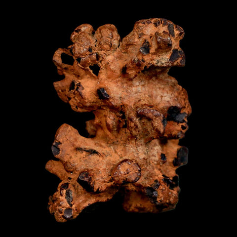 2" Prehistoric Coprolite Fossil Specimen Poop Dung Miocene Madagascar - Fossil Age Minerals
