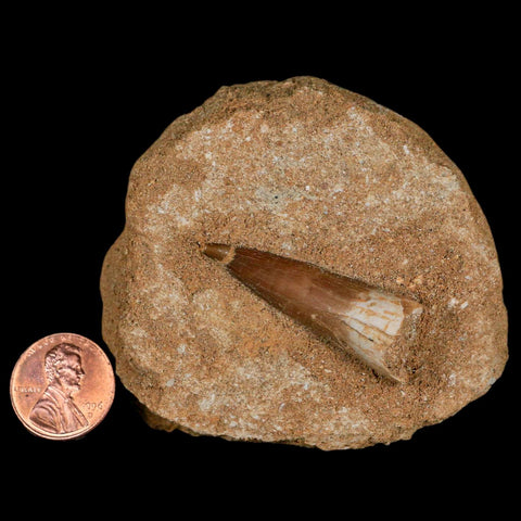 1.6" Plesiosaur Zarafasaura Tooth Fossil In Matrix Cretaceous Dinosaur Era COA - Fossil Age Minerals