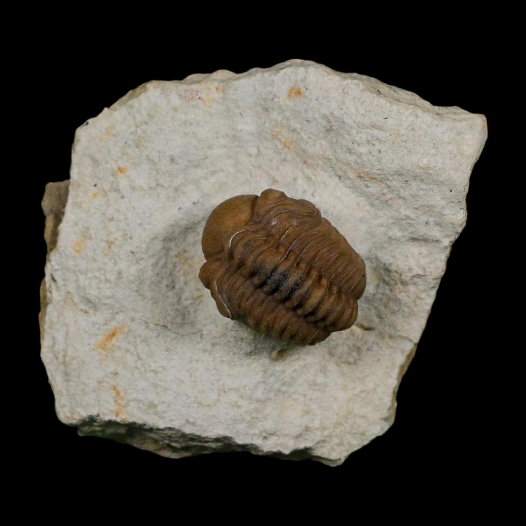 1.1" Kainops Raymodi Trilobite Fossil In Matrix Compound eyes Black Cat Mountain OK - Fossil Age Minerals