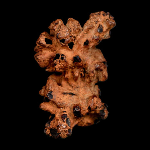 2" Prehistoric Coprolite Fossil Specimen Poop Dung Miocene Madagascar - Fossil Age Minerals