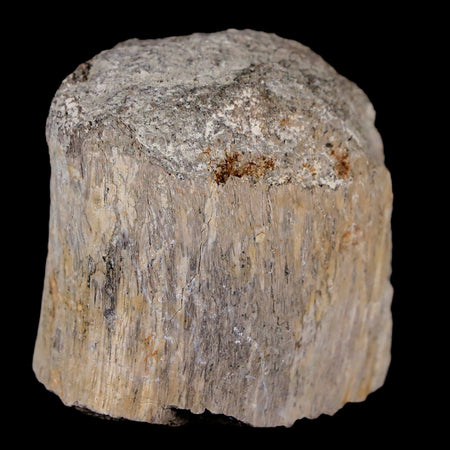 1.8" Maiasaura Hadrosaur Dinosaur Radius Bone Fossil Two Medicine FM MT COA