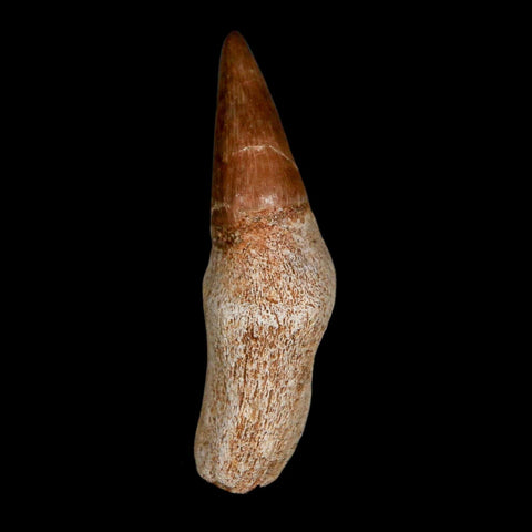1.9" Halisaurus Walkeri Mosasaur Fossil Tooth Rooted Cretaceous Dinosaur Era COA