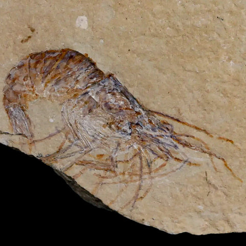2.2" Fossil Shrimp Carpopenaeus Cretaceous Age 100 Mil Yrs Old Lebanon COA - Fossil Age Minerals