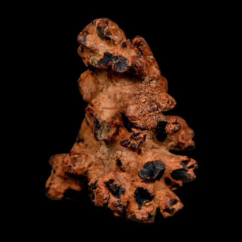 2" Prehistoric Coprolite Fossil Specimen Poop Dung Miocene Madagascar - Fossil Age Minerals