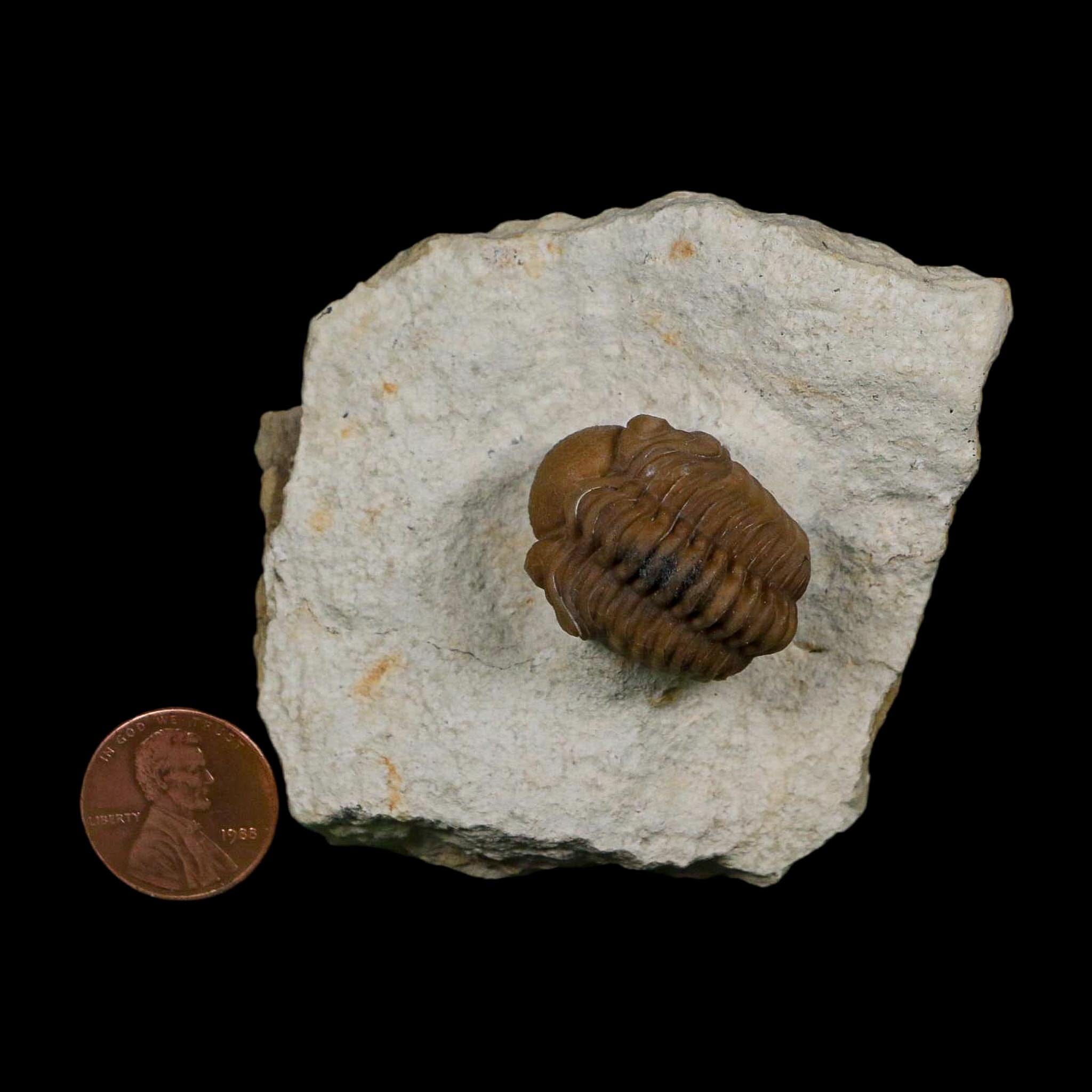1.1" Kainops Raymodi Trilobite Fossil In Matrix Compound eyes Black Cat Mountain OK - Fossil Age Minerals