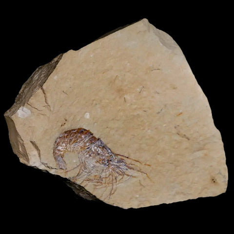 2.2" Fossil Shrimp Carpopenaeus Cretaceous Age 100 Mil Yrs Old Lebanon COA - Fossil Age Minerals