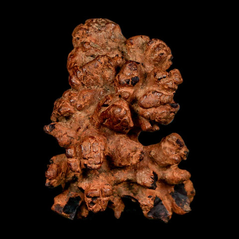 2" Prehistoric Coprolite Fossil Specimen Poop Dung Miocene Madagascar - Fossil Age Minerals