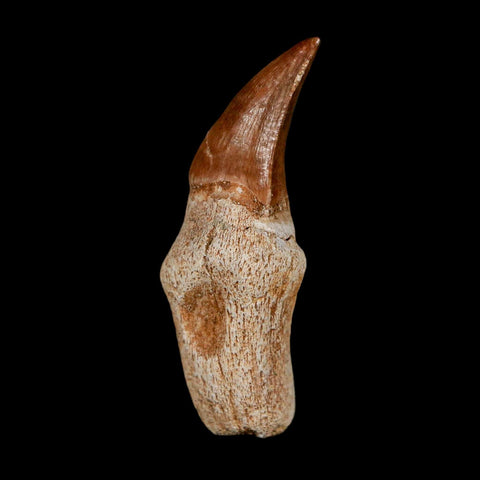 1.9" Halisaurus Walkeri Mosasaur Fossil Tooth Rooted Cretaceous Dinosaur Era COA