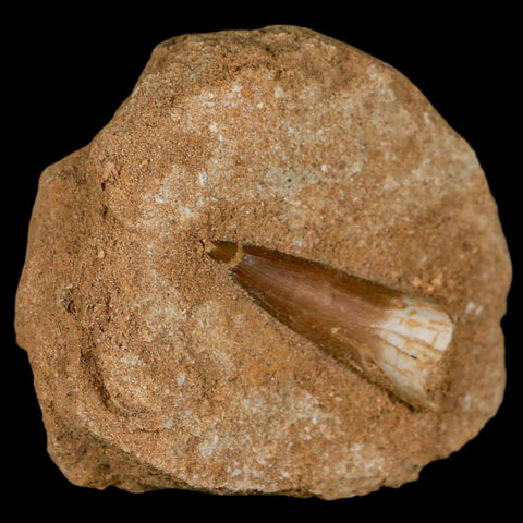 1.6" Plesiosaur Zarafasaura Tooth Fossil In Matrix Cretaceous Dinosaur Era COA - Fossil Age Minerals
