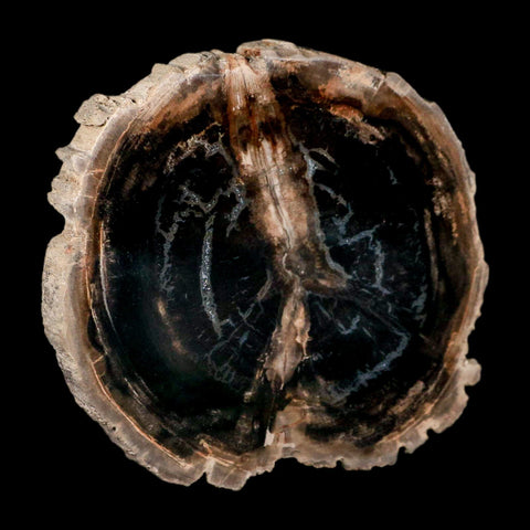 4.2" Fossilized Polished Petrified Wood Branch Madagascar 66-225 Million Yrs Old - Fossil Age Minerals