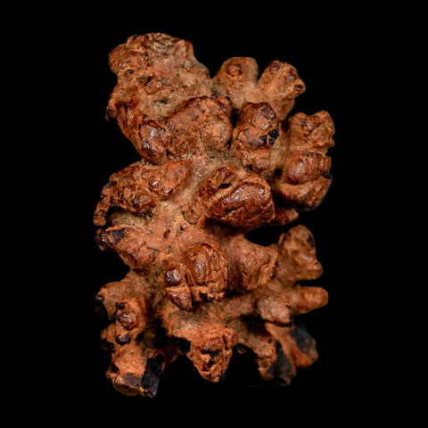 2" Prehistoric Coprolite Fossil Specimen Poop Dung Miocene Madagascar - Fossil Age Minerals