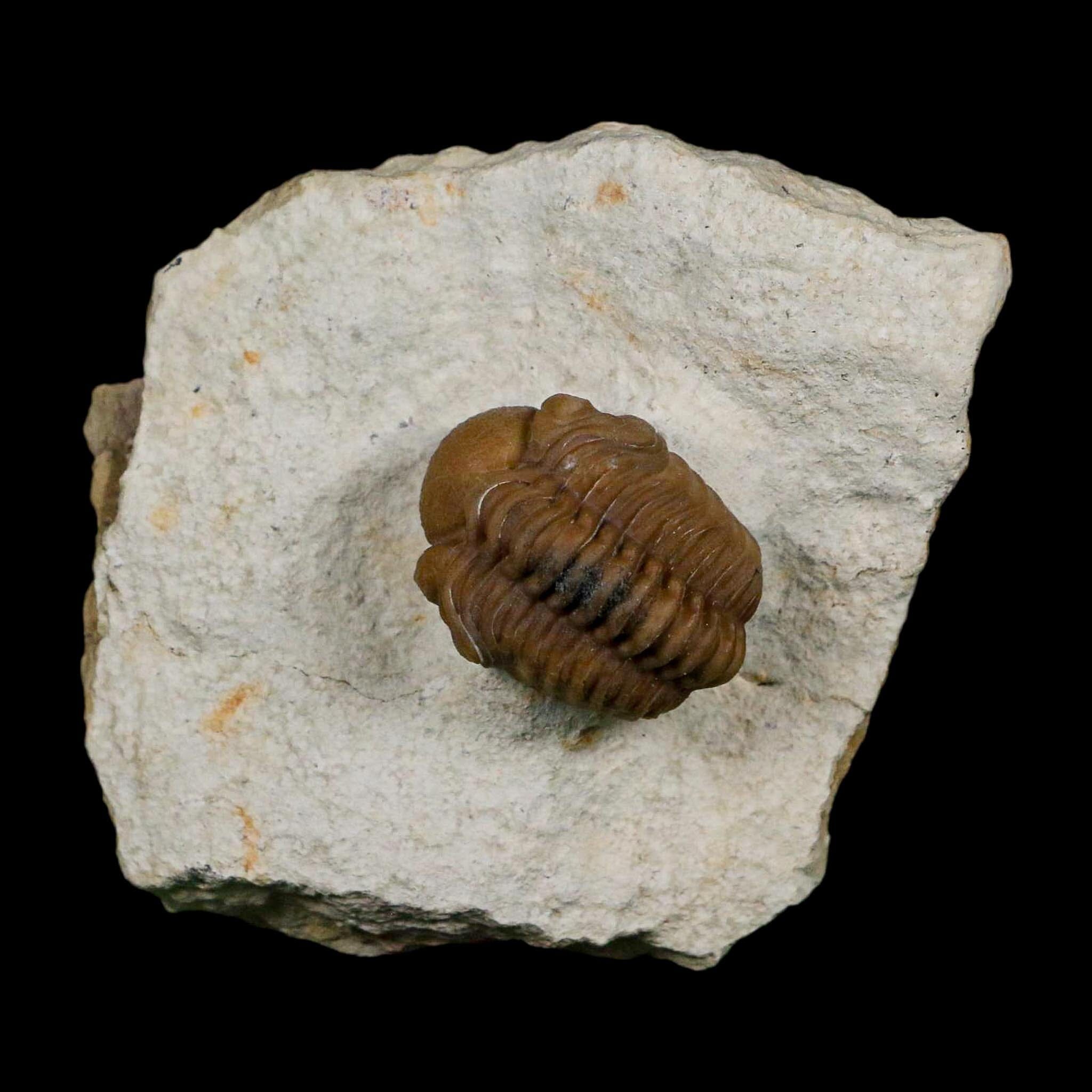 1.1" Kainops Raymodi Trilobite Fossil In Matrix Compound eyes Black Cat Mountain OK - Fossil Age Minerals
