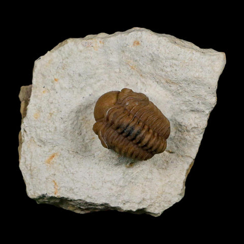 1.1" Kainops Raymodi Trilobite Fossil In Matrix Compound eyes Black Cat Mountain OK - Fossil Age Minerals