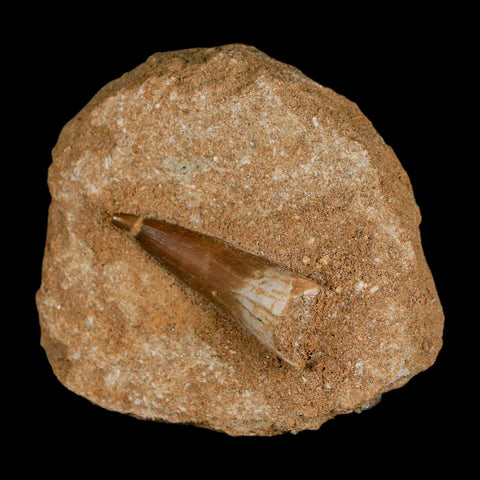 1.6" Plesiosaur Zarafasaura Tooth Fossil In Matrix Cretaceous Dinosaur Era COA - Fossil Age Minerals