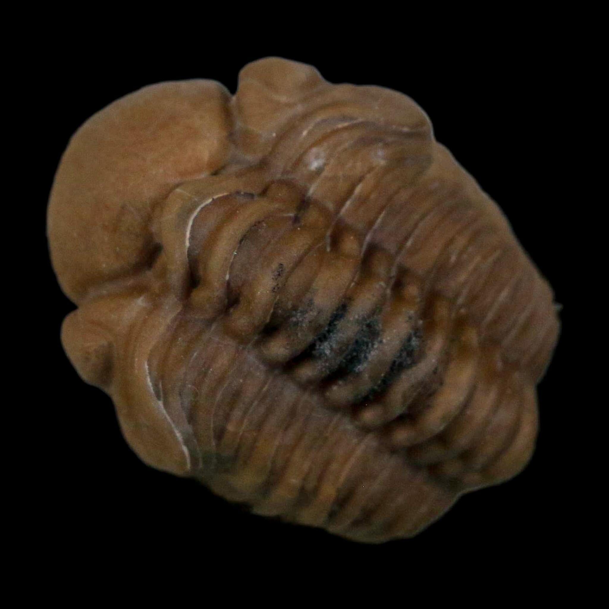 1.1" Kainops Raymodi Trilobite Fossil In Matrix Compound eyes Black Cat Mountain OK - Fossil Age Minerals