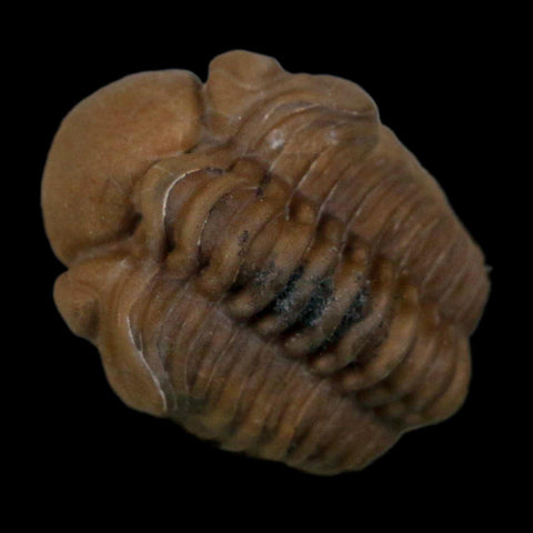 1.1" Kainops Raymodi Trilobite Fossil In Matrix Compound eyes Black Cat Mountain OK - Fossil Age Minerals