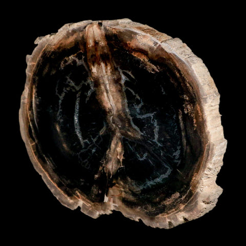 4.2" Fossilized Polished Petrified Wood Branch Madagascar 66-225 Million Yrs Old - Fossil Age Minerals