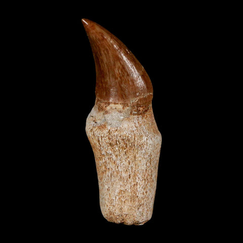 1.9" Halisaurus Walkeri Mosasaur Fossil Tooth Rooted Cretaceous Dinosaur Era COA