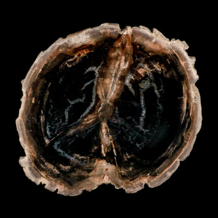 4.2" Fossilized Polished Petrified Wood Branch Madagascar 66-225 Million Yrs Old
