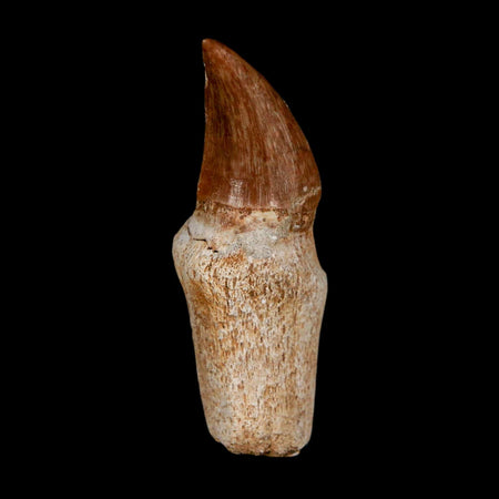 1.9" Halisaurus Walkeri Mosasaur Fossil Tooth Rooted Cretaceous Dinosaur Era COA