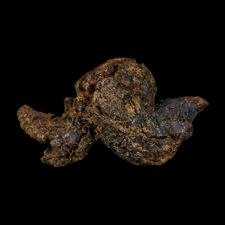 2.4" Prehistoric Coprolite Fossil Specimen Poop Dung Miocene Madagascar